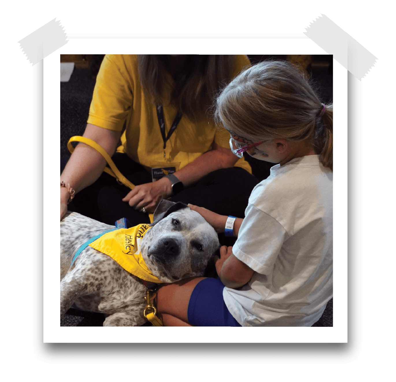 A young girl pets a Hand in Paw Therapy Dog
